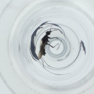  ( - SPGW_019_G3)  @11 [ ] by  Genome Research Ltd as Wellcome Sanger Institute Genome Research Limited operating as Wellcome Sanger Institute