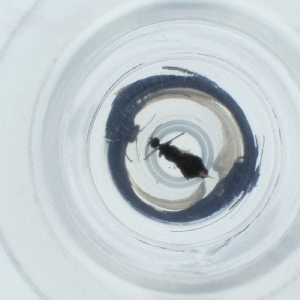  ( - SPGW_019_H3)  @11 [ ] by  Genome Research Ltd as Wellcome Sanger Institute Genome Research Limited operating as Wellcome Sanger Institute