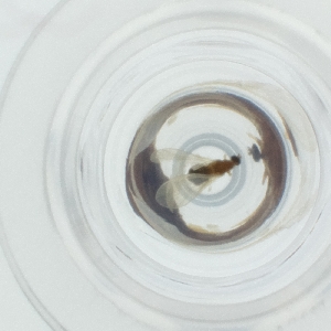  ( - SPGW_022_E3)  @11 [ ] by  Genome Research Ltd as Wellcome Sanger Institute Genome Research Limited operating as Wellcome Sanger Institute