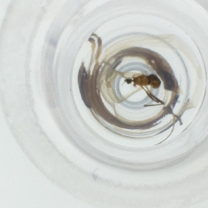  ( - SPGW_025_A12)  @11 [ ] by  Genome Research Ltd as Wellcome Sanger Institute Genome Research Limited operating as Wellcome Sanger Institute