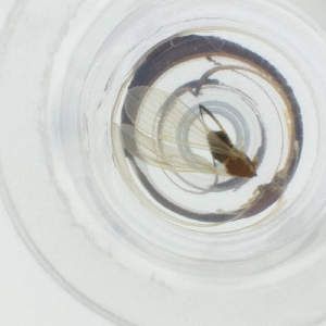  ( - SPGW_025_A9)  @11 [ ] by  Genome Research Ltd as Wellcome Sanger Institute Genome Research Limited operating as Wellcome Sanger Institute