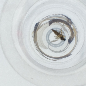  ( - SPGW_025_C12)  @11 [ ] by  Genome Research Ltd as Wellcome Sanger Institute Genome Research Limited operating as Wellcome Sanger Institute