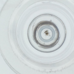  ( - SPGW_025_D2)  @11 [ ] by  Genome Research Ltd as Wellcome Sanger Institute Genome Research Limited operating as Wellcome Sanger Institute