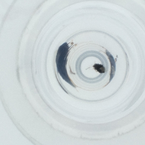  ( - SPGW_025_D3)  @11 [ ] by  Genome Research Ltd as Wellcome Sanger Institute Genome Research Limited operating as Wellcome Sanger Institute