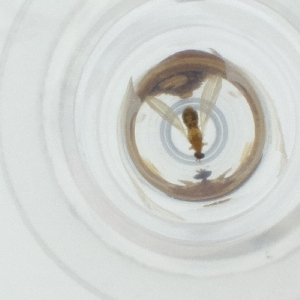  ( - SPGW_025_D9)  @11 [ ] by  Genome Research Ltd as Wellcome Sanger Institute Genome Research Limited operating as Wellcome Sanger Institute