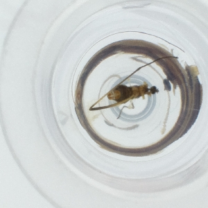  ( - SPGW_025_H6)  @11 [ ] by  Genome Research Ltd as Wellcome Sanger Institute Genome Research Limited operating as Wellcome Sanger Institute