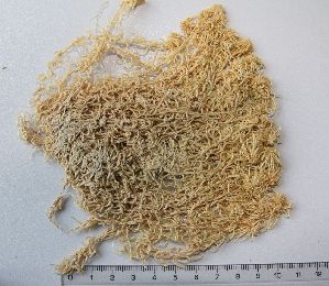  (Sphagnum cuspidatum - BRNU0641905)  @11 [ ] No Rights Reserved (2016) Unspecified Masaryk University in Brno