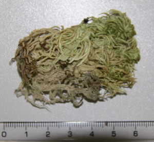  (Sphagnum obtusum - BRNU0641933)  @11 [ ] No Rights Reserved (2016) Unspecified Masaryk University in Brno