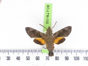  ( - BC-LTM-102)  @12 [ ] Copyright (2010) James P. Tuttle Research Collection of James P. Tuttle