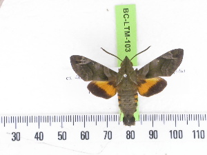  ( - BC-LTM-103)  @12 [ ] Copyright (2010) James P. Tuttle Research Collection of James P. Tuttle