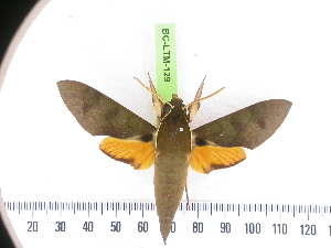  ( - BC-LTM-129)  @13 [ ] Copyright (2010) James P. Tuttle Research Collection of James P. Tuttle