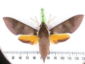  ( - BC-LTM-132)  @13 [ ] Copyright (2010) James P. Tuttle Research Collection of James P. Tuttle