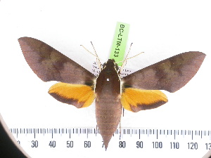  ( - BC-LTM-133)  @13 [ ] Copyright (2010) James P. Tuttle Research Collection of James P. Tuttle