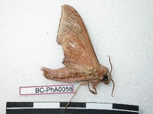  ( - BC-PhA0056)  @13 [ ] Copyright (2010) Rodolphe Rougerie Research Collection of Philippe Annoyer