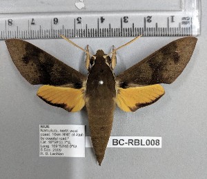  ( - BC-RBL008)  @13 [ ] Copyright (2019) Rob Lachlan Research Collection of Rob Lachlan