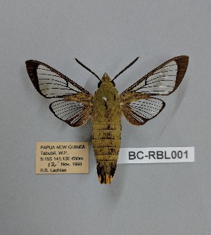  ( - BC-RBL001)  @11 [ ] Copyright (2019) Rob Lachlan Research Collection of Rob Lachlan