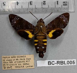  ( - BC-RBL005)  @11 [ ] Copyright (2019) Rob Lachlan Research Collection of Rob Lachlan