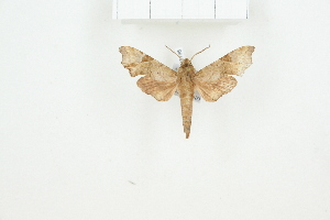  ( - BC-TB8196)  @12 [ ] Copyright (2011) Thierry Bouyer Research Collection of Thierry Bouyer