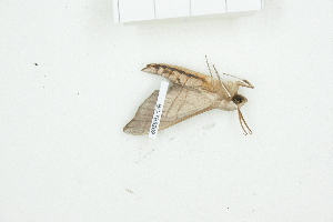  ( - BC-TB8269)  @12 [ ] Copyright (2011) Thierry Bouyer Research Collection of Thierry Bouyer