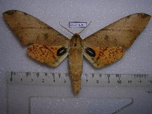  ( - BC-EST0031)  @13 [ ] Copyright (2010) Yves Estradel Research Collection of Yves Estradel