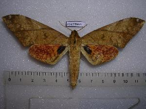  ( - BC-EST0091)  @11 [ ] Copyright (2010) Yves Estradel Research Collection of Yves Estradel