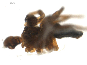  ( - CCDB-05145-C05)  @12 [ ] CreativeCommons - Attribution (2010) CBG Photography Group Centre for Biodiversity Genomics