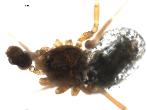  ( - CCDB-05147-C05)  @12 [ ] CreativeCommons - Attribution (2010) CBG Photography Group Centre for Biodiversity Genomics