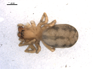  ( - BIOUG00165-E10)  @12 [ ] CC-0  G. Blagoev 2010 Unspecified