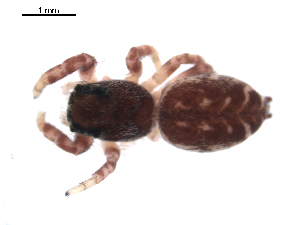  ( - BIOUG00165-G01)  @12 [ ] CC-0  G. Blagoev 2010 Unspecified