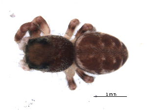  ( - BIOUG00165-G07)  @12 [ ] CC-0  G. Blagoev 2010 Unspecified