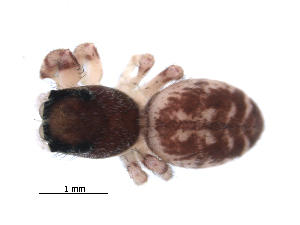  ( - BIOUG00165-G09)  @12 [ ] CC-0  G. Blagoev 2010 Unspecified