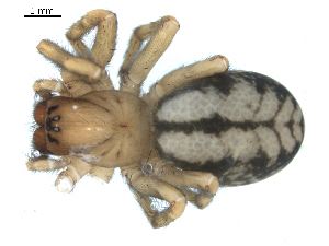  ( - BIOUG00166-C02)  @12 [ ] CC-0  G. Blagoev 2010 Unspecified