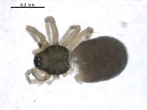  ( - BIOUG00167-B06)  @13 [ ] CC-0  G. Blagoev 2010 Unspecified