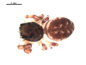  ( - BIOUG00167-C09)  @12 [ ] CC-0  G. Blagoev 2010 Unspecified