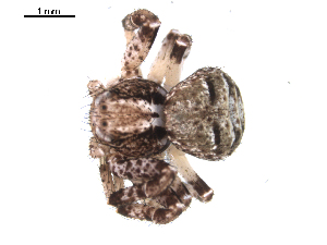  ( - BIOUG00167-D06)  @12 [ ] CC-0  G. Blagoev 2010 Unspecified