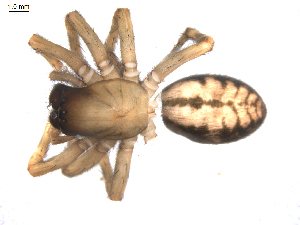  ( - BIOUG00170-B12)  @12 [ ] CC-0  G. Blagoev 2010 Unspecified