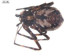  ( - BIOUG00198-E10)  @12 [ ] CC-0  G. Blagoev 2010 Unspecified