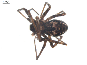  ( - BIOUG00512-B03)  @12 [ ] CC-0  G. Blagoev 2010 Unspecified