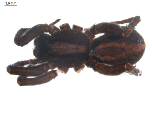  ( - BIOUG00512-B12)  @13 [ ] CC-0  G. Blagoev 2010 Unspecified