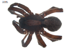  ( - BIOUG00512-C01)  @13 [ ] CC-0  G. Blagoev 2010 Unspecified