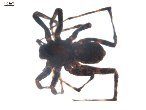  ( - BIOUG00513-B05)  @12 [ ] CC-0  G. Blagoev 2010 Unspecified