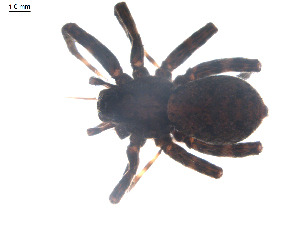  ( - BIOUG00513-B06)  @12 [ ] CC-0  G. Blagoev 2010 Unspecified
