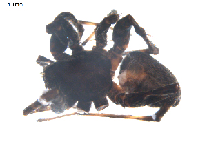  ( - BIOUG00513-B07)  @12 [ ] CC-0  G. Blagoev 2010 Unspecified