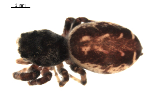  ( - BIOUG00515-G01)  @12 [ ] CC-0  G. Blagoev 2010 Unspecified