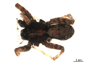  ( - BIOUG00518-A01)  @12 [ ] CC-0  G. Blagoev 2010 Unspecified