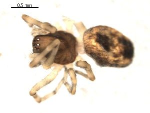  ( - BIOUG00518-G06)  @12 [ ] CC-0  G. Blagoev 2010 Unspecified