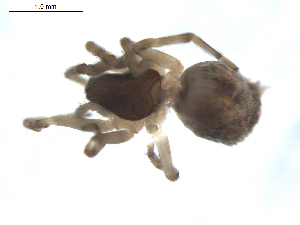  ( - BIOUG00520-B09)  @12 [ ] CC-0  G. Blagoev 2010 Unspecified