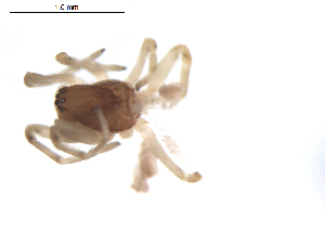  ( - BIOUG00520-D07)  @12 [ ] CC-0  G. Blagoev 2010 Unspecified