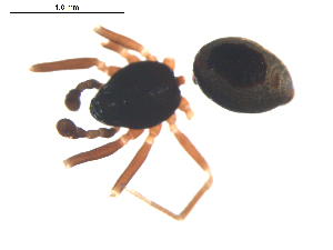  (Pelecopsis moesta - BIOUG00520-F09)  @12 [ ] CC-0  G. Blagoev 2010 Unspecified