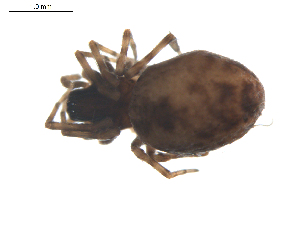  ( - BIOUG00520-H11)  @12 [ ] CC-0  G. Blagoev 2010 Unspecified